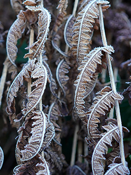 Thelypteris limbosperma