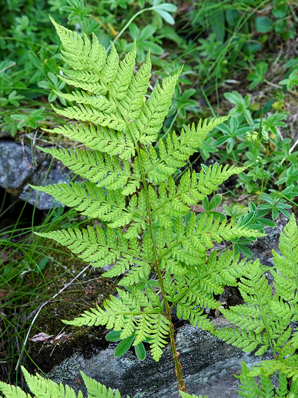 Dryopteris expansa