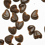 Abutilon theophrasti - Samtpappel