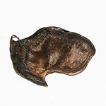 Abutilon theophrasti - Samtpappel