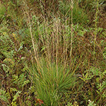 Agrostis scabra - Raues Straußgras