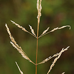 Agrostis scabra - Raues Straußgras