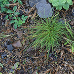 Agrostis scabra - Raues Straußgras