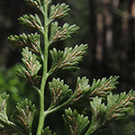 Asplenium cuneifolium - Serpentin-Streifenfarn