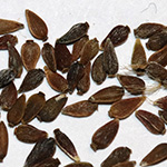 Aster amellus - Berg-Aster