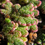 Azolla filiculoides - Algenfarn