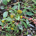 Bidens tripartita - Dreiteiliger Zweizahn