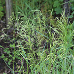 Bromus arvensis - Acker-Trespe