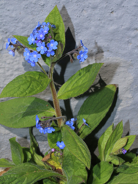 Brunnera orientalis