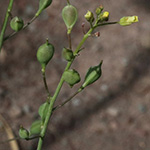Camelina microcarpa - Kleinfrüchtiger Leindotter