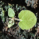 Campanula trachelium - Nesselblättrige Glockenblume