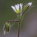 Cerastium glutinosum - Drüsiges Hornkraut