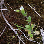 Cerastium glutinosum - Drüsiges Hornkraut