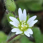 Cerastium glutinosum - Drüsiges Hornkraut