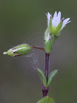 Cerastium glutinosum