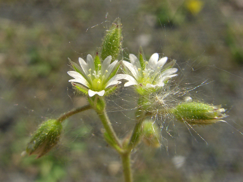 Cerastium glutinosum