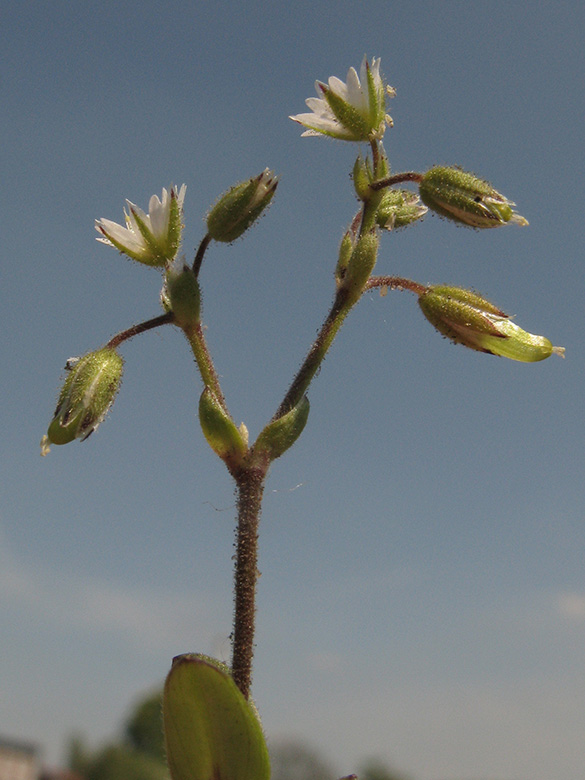 Cerastium glutinosum