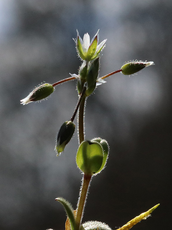 Cerastium semidecandrum