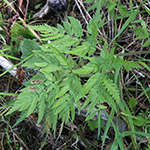 Chaerophyllum aureum - Gold-Kälberkropf