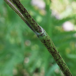 Chaerophyllum aureum - Gold-Kälberkropf