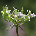 Chaerophyllum aureum - Gold-Kälberkropf