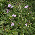 Cicerbita macrophylla subsp. uralensis - Ural-Milchlattich