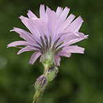 Cicerbita macrophylla subsp. uralensis - Ural-Milchlattich