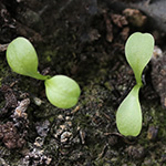 Cichorium intybus - Gewöhnliche Wegwarte