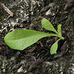 Cichorium intybus - Gewöhnliche Wegwarte