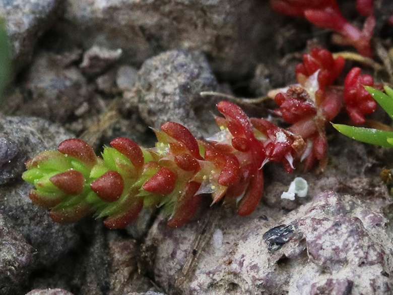 Crassula tillaea