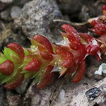 Crassula tillaea - Moos-Dickblatt