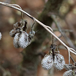 Cynoglossum officinale - Gewöhnliche Hundszunge