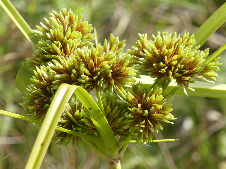Cyperus eragrostis