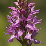 Dactylorhiza praetermissa - Übersehenes Knabenkraut