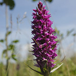 Dactylorhiza praetermissa - Übersehenes Knabenkraut