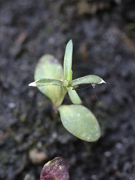 Dianthus carthusianorum