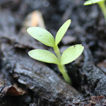Dianthus carthusianorum - Karthäuser-Nelke