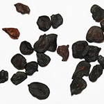 Dianthus carthusianorum - Karthäuser-Nelke