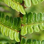 Dryopteris cambrensis subsp. insubrica - Insubrischer Wurmfarn