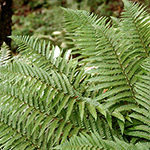 Dryopteris cambrensis subsp. insubrica - Insubrischer Wurmfarn