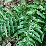 Dryopteris convoluta nothosubsp. convoluta