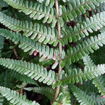 Dryopteris convoluta nothosubsp. convoluta