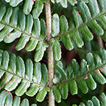 Dryopteris convoluta nothosubsp. convoluta