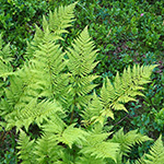 Dryopteris expansa - Feingliedriger Dornfarn