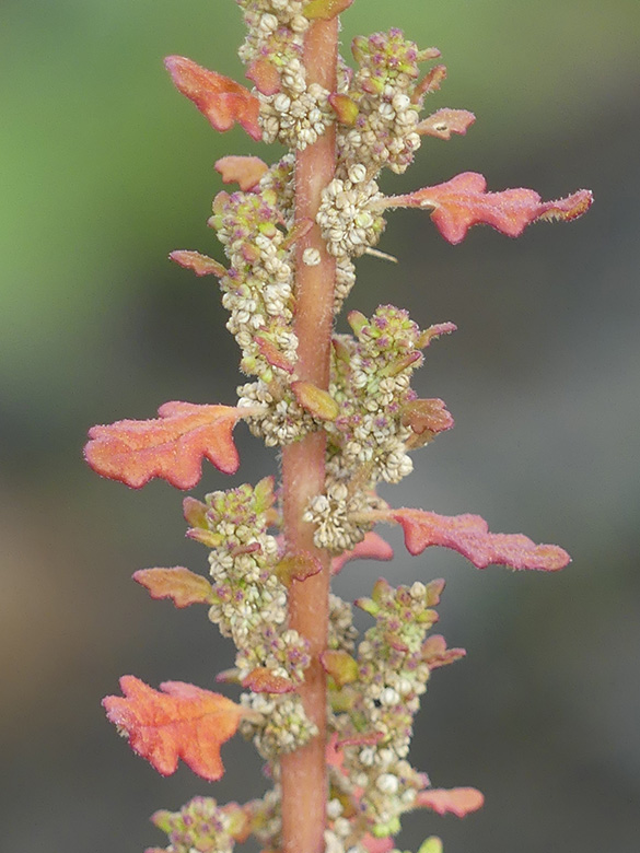 Dysphania pumilio