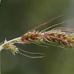 Echinochloa crus-galli - Gewöhnliche Hühnerhirse