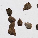 Echium vulgare - Gewöhnlicher Natternkopf