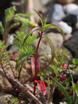Epilobium brachycarpum