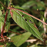 Epilobium ciliatum - Drüsiges Weidenröschen