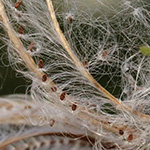 Epilobium ciliatum - Drüsiges Weidenröschen